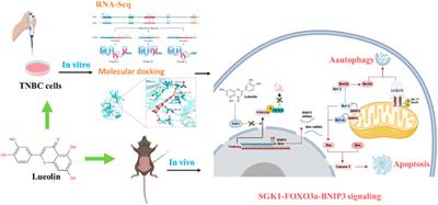 Luteolin inhibits triple-negative breast cancer by inducing apoptosis and autophagy through SGK1-FOXO3a-BNIP3 signaling